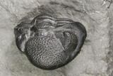 Wide Enrolled Eldredgeops (Phacops) Trilobite - New York #85396-2